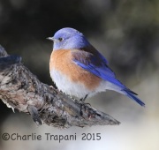 0J6A3166Western_Bluebird