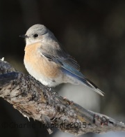 0J6A3170Western_Bluebird