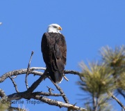 0J6A3211Bald_Eagle_Grand_Canyon