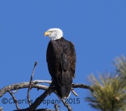 0J6A3221Bald_Eagle