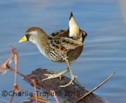0J6A3257Sora