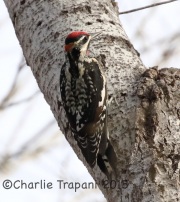 0J6A3288Red-Naped_Sapsucker