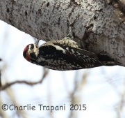 0J6A3289Red-Naped_Sapsucker