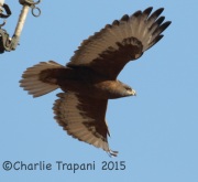 0J6A3354Dark_Morph_Ferruginous_Hawk