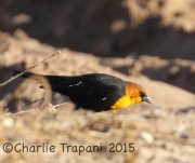 0J6A3400Yellow-Headed_Blackbird
