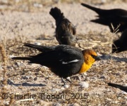 0J6A3427Yellow-Headed_Blackbird