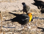 0J6A3434Yellow-Headed_Blackbird
