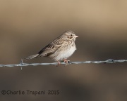 6S3A7540Vesper_Sparrow