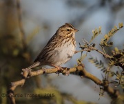 6S3A7571Savannah_Sparrow