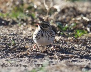 6S3A7698Savannah_Sparrow