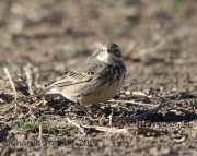 6S3A7739American_Pipit