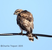 6S3A8005Immature_Western_Red-Tailed_Hawk