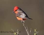 6S3A8050Vermilion_Flycatcher