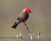 6S3A8057Vermilion_Flycatcher