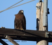 6S3A8091Western_Red-Tailed_Hawk