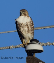 6S3A8104Red-Tailed_Hawk