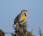 6S3A8119Western_Meadowlark