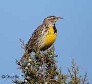 6S3A8133Western_Meadowlark