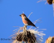 6S3A8215Red_Crossbill