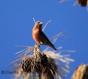 6S3A8216Red_Crossbill