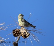 6S3A8227Red_Crossbill