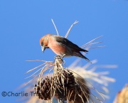 6S3A8231Red_Crossbill