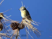 6S3A8249Red_Crossbill