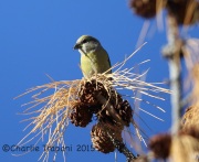 6S3A8276Red_Crossbill