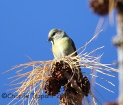 6S3A8282Red_Crossbill