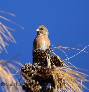6S3A8293Red_Crossbill