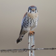 6S3A8349Kestrel