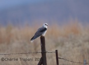 6S3A8361White-Tailed_Kite