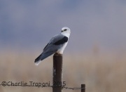 6S3A8364White-Tailed_Kite