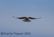 6S3A8404White-Tailed_Kite
