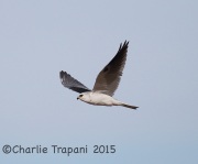 6S3A8416White-Tailed_Kite