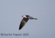 6S3A8418White-Tailed_Kite