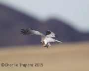 6S3A8434White-Tailed_Kite