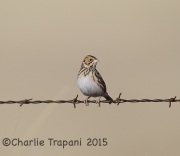 6S3A8451Baird's_Sparrow