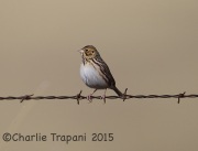 6S3A8460Baird's_Sparrow