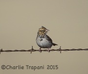 6S3A8462Baird's_Sparrow