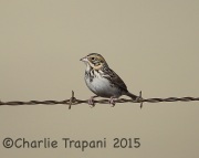 6S3A8464Baird's_Sparrow