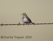 6S3A8465Baird's_Sparrow
