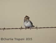 6S3A8466Baird's_Sparrow