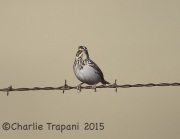 6S3A8468Baird's_Sparrow