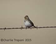 6S3A8473Baird's_Sparrow
