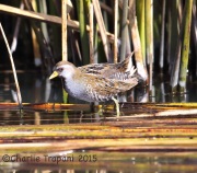 6S3A8509Sora