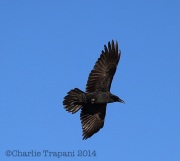 6S3A1416Chiahuahuan_Raven