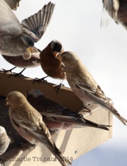 6S3A1423Rosy_Finches_All_Three_species