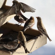 6S3A1425All_Three_Rosy_Finch_Species