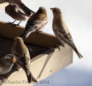 6S3A1425Brown-Capped_Rosy_Finch